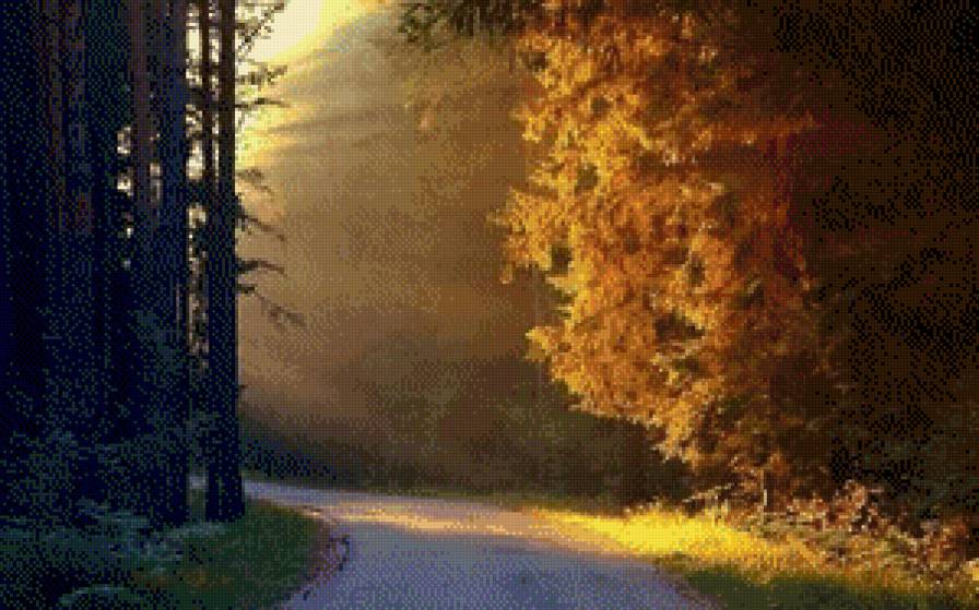утренний лес - осень, лес, утро - предпросмотр