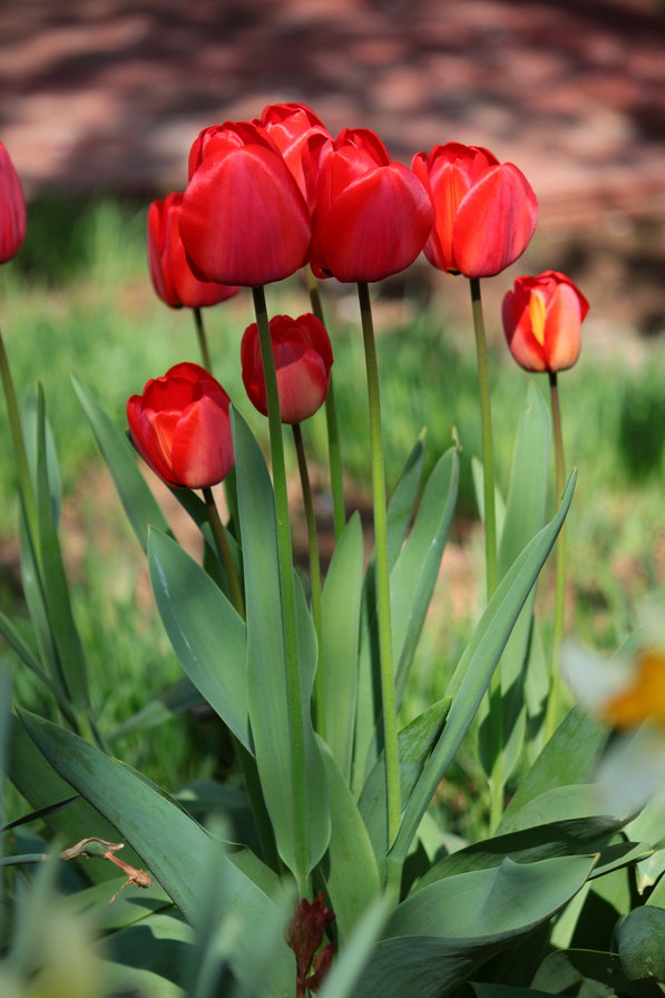 Тюльпаны - тюльпаны, цветы, весна - оригинал