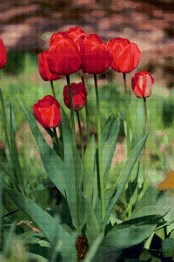 Тюльпаны - тюльпаны, цветы, весна - предпросмотр
