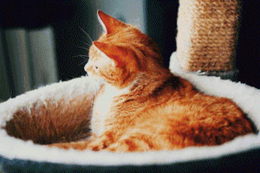 Рыженький котенок - животные, котята, кошки, уют, домашние животные, коты - предпросмотр