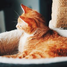 Схема вышивки «Рыженький котенок»
