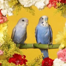 Оригинал схемы вышивки «пара попугаев» (№1029558)