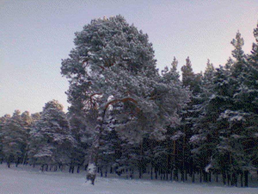 Зимний лес - сосны, лес, зима, снег - предпросмотр