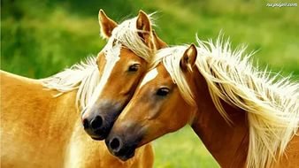 Лошади - кони, лошади, животные - оригинал