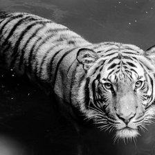 Оригинал схемы вышивки «Тигр в воде» (№1030964)