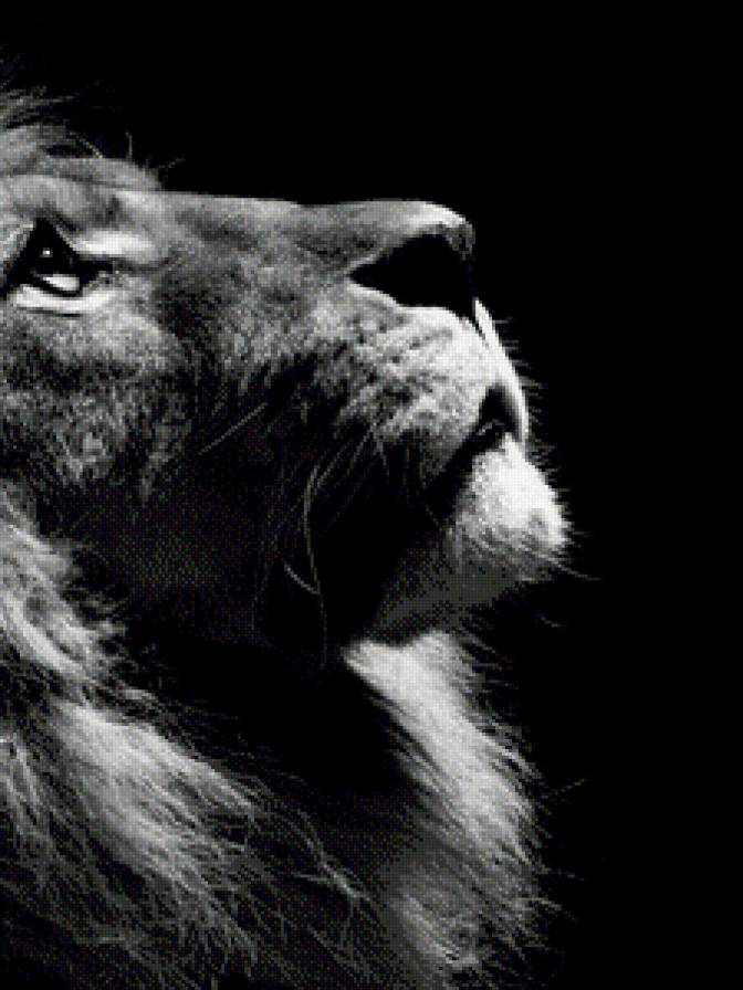 Лев - сила, животные, дикие животные - предпросмотр