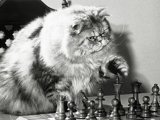 шахматист - коты и кошки - оригинал