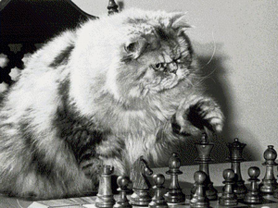 шахматист - коты и кошки - предпросмотр