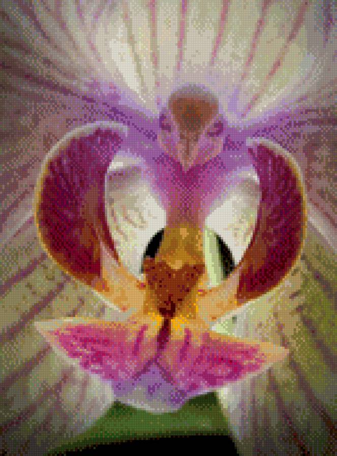Орхидея-птичка - цветок, птичка, орхидея - предпросмотр