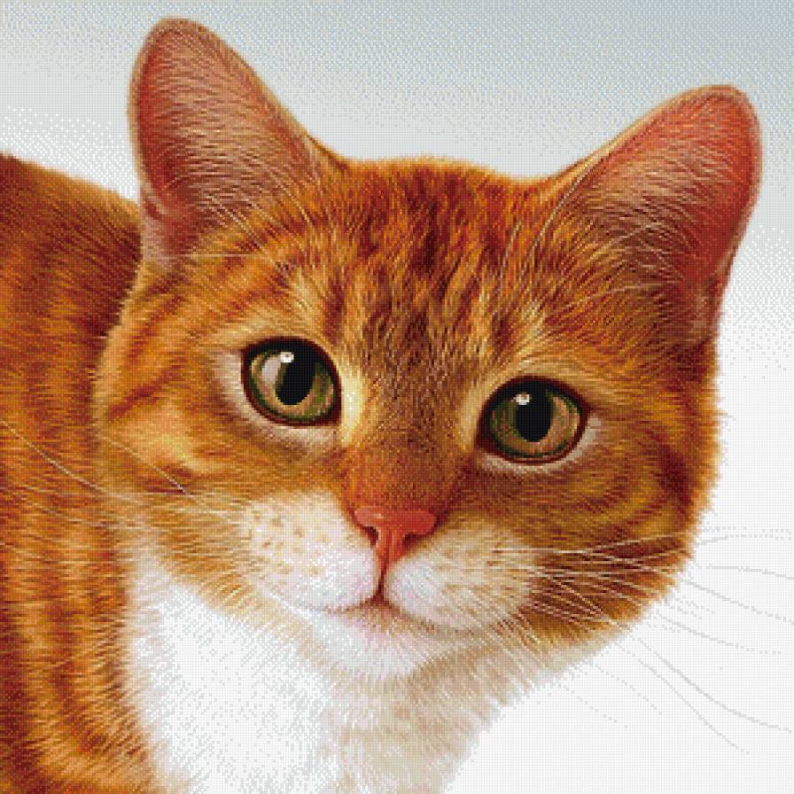 рыжий кот - кошка, кот - предпросмотр