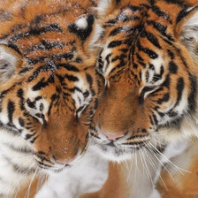 Схема вышивки «пара тигров»