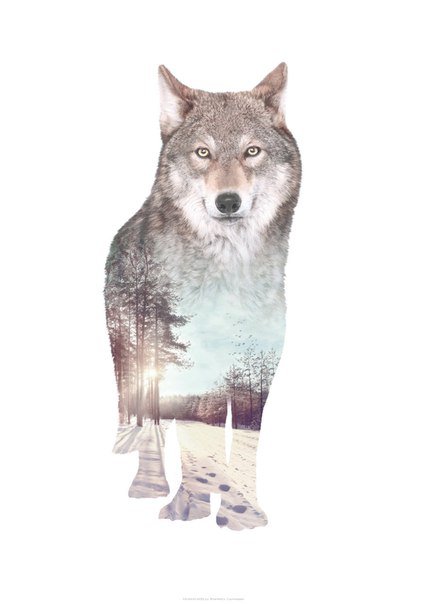 Волк - волк - оригинал