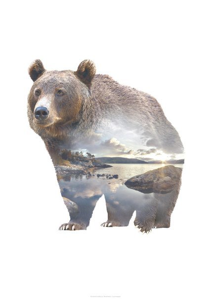 Медведь - медведь - оригинал