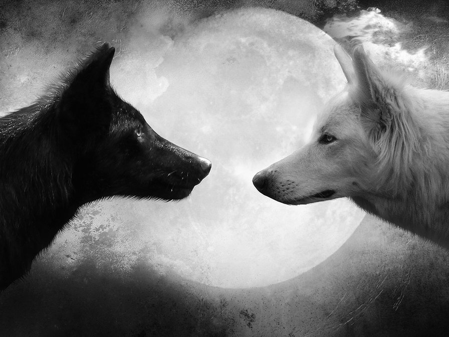 Волки - животные, волки, черно-белое - оригинал