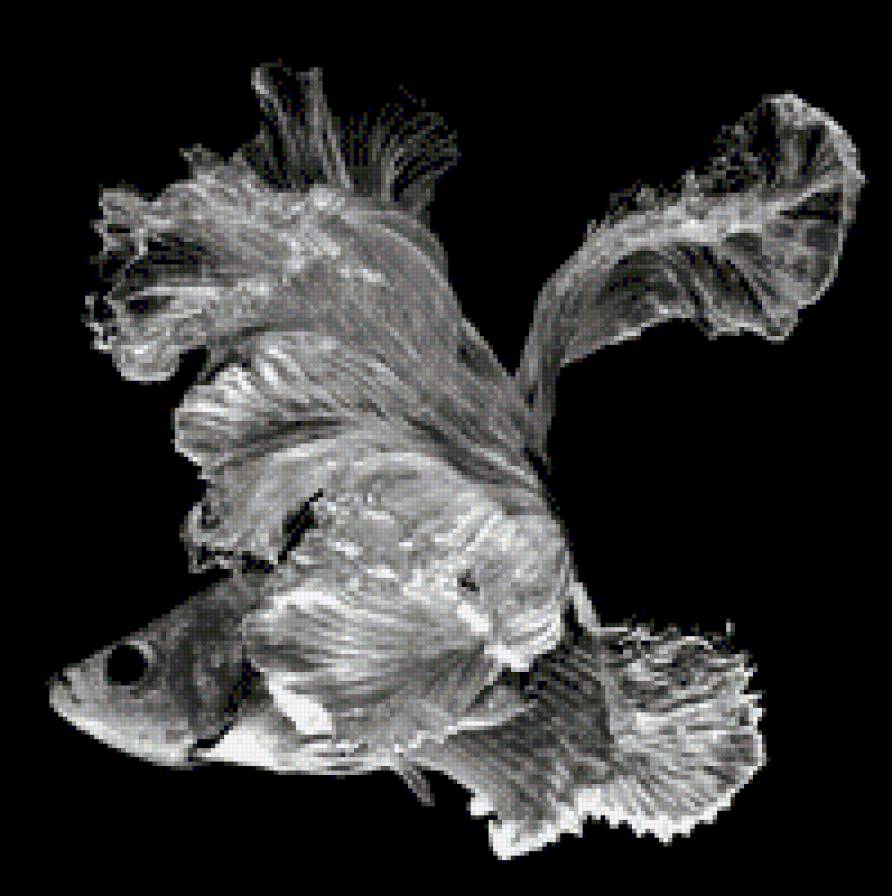 betta fish - рыбка петушок, монохром - предпросмотр