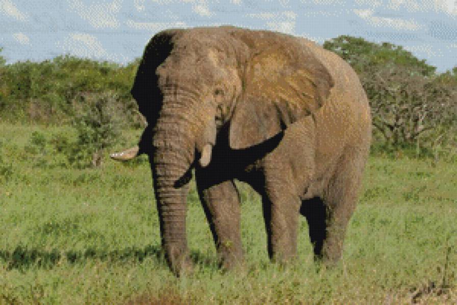 Слон - слон - предпросмотр