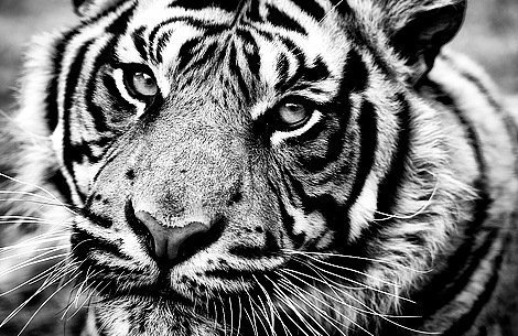 монохром тигр - тигр, черно-белый, дикая кошка, большая кошка, кошка, тиграша - оригинал