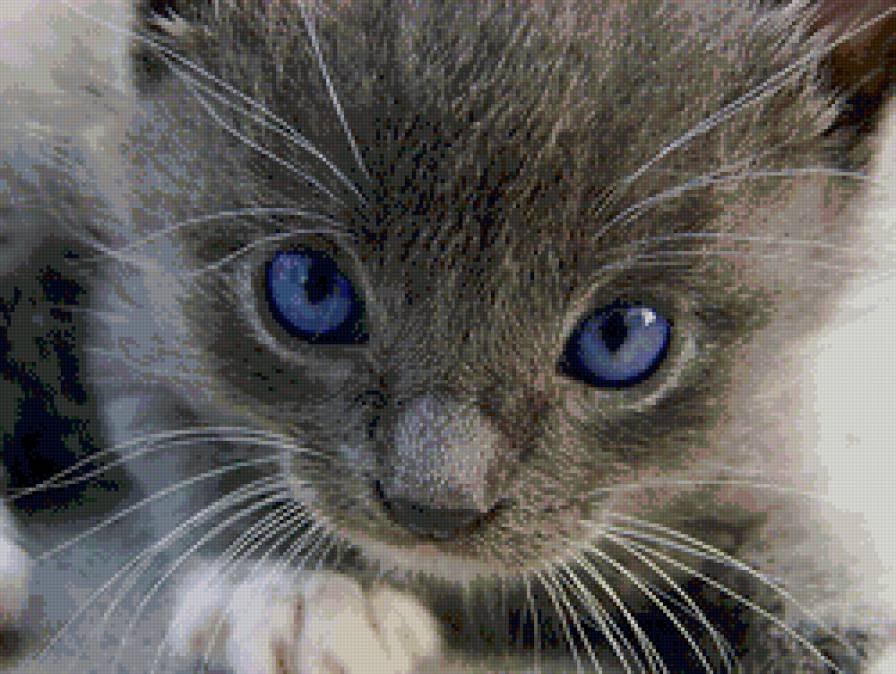 Серенький котеечка - голубые, котенок, кот, глазки, кошка, серый - предпросмотр