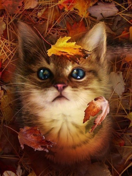 Осенний котенок - домашние животные, животные, кошки - оригинал