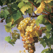 Оригинал схемы вышивки «виноград» (№1038627)