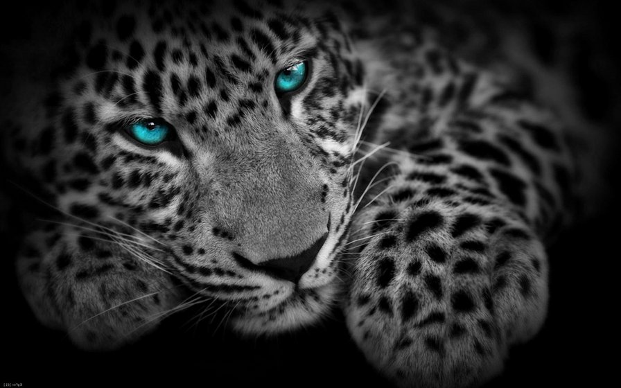 Леопард - дикие кошки - оригинал