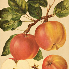 Оригинал схемы вышивки «яблука» (№1041779)