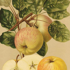Схема вышивки «яблука»