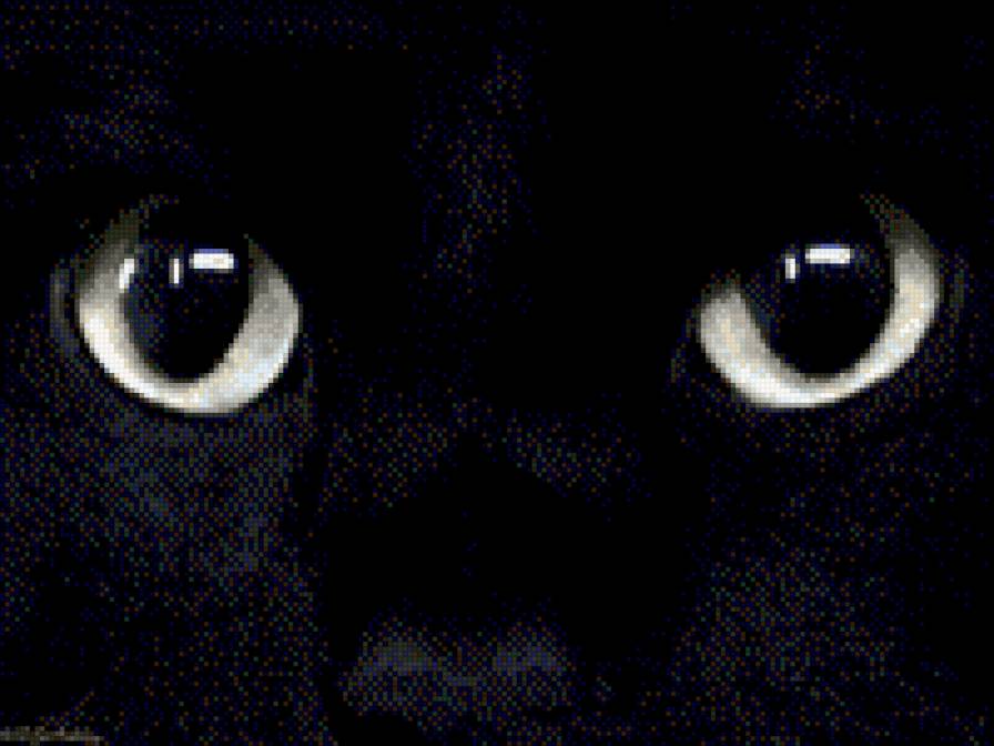 Глаза кошки - глаза кошки - предпросмотр