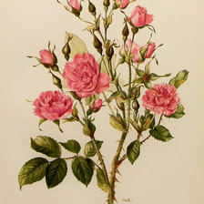 Оригинал схемы вышивки «розы» (№1042456)