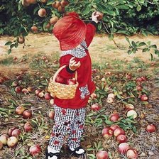 recogiendo manzanas