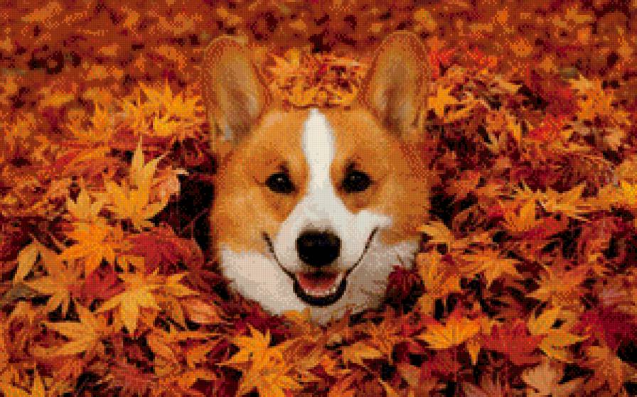 Рыжая бестия. - листва, осень, собака - предпросмотр
