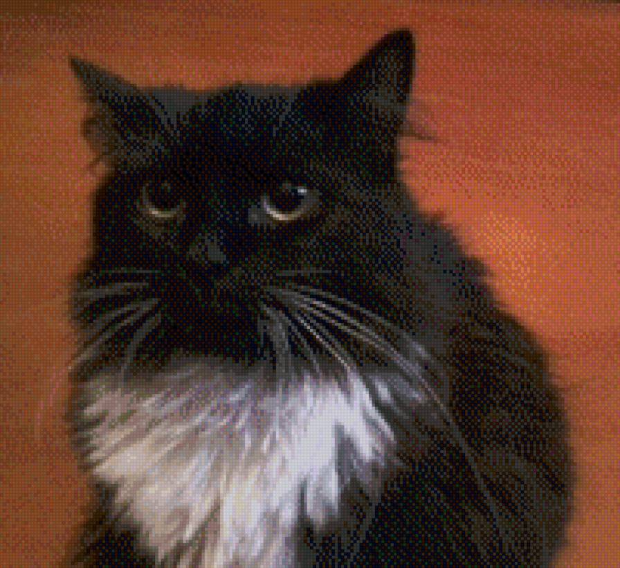 кот Маркиз - черный кот - предпросмотр