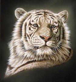 белый тигр - тигр - оригинал