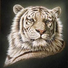Оригинал схемы вышивки «белый тигр» (№1045169)