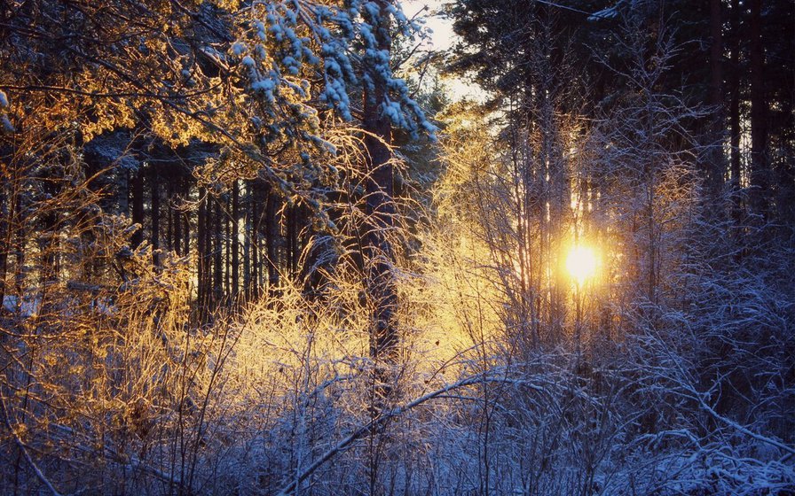 зимний лес - оригинал