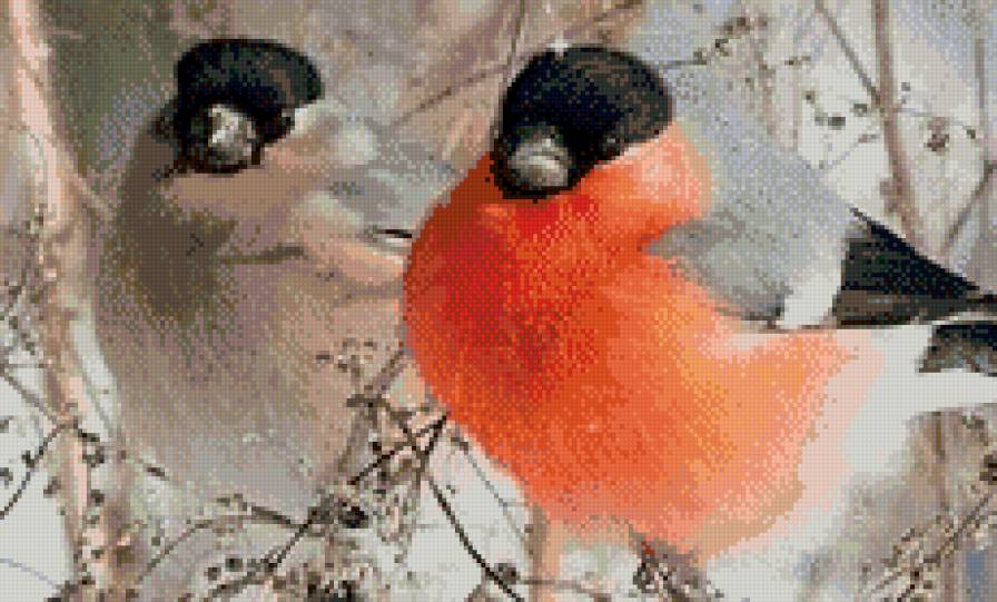 Снегири3 - птицы, зима - предпросмотр