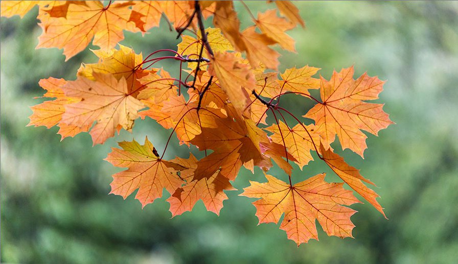 Осенние листья - клен, листва, осень - оригинал