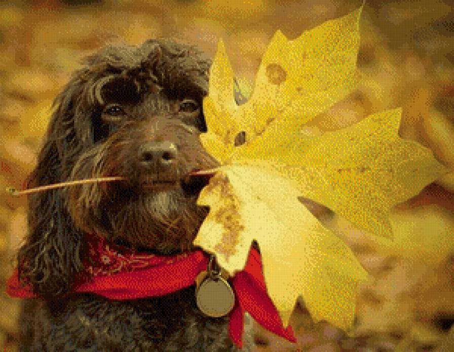 Собака с осеним листом - собака, лист - предпросмотр