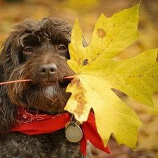 Собака с осеним листом
