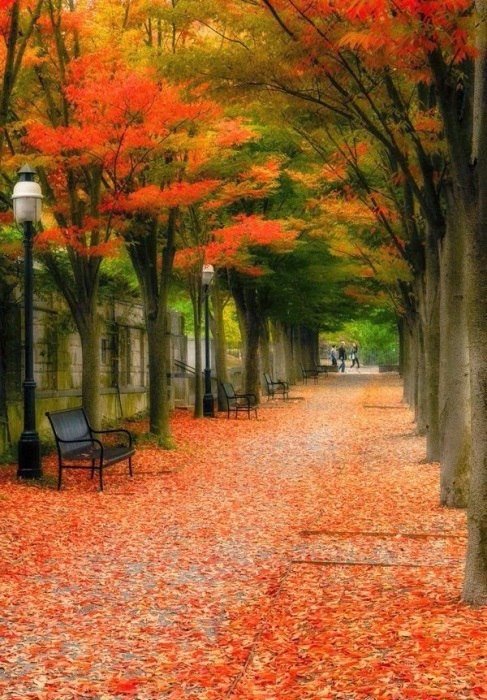 Осенний парк - природа, город, парк - оригинал