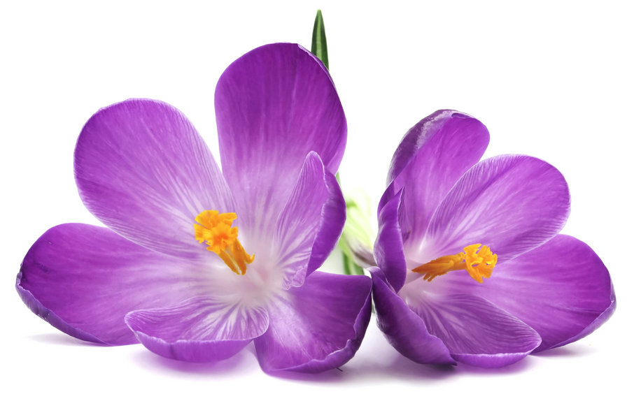 Фиолетовые крокусы - растения, цветы, фиолетовые, крокусы - оригинал