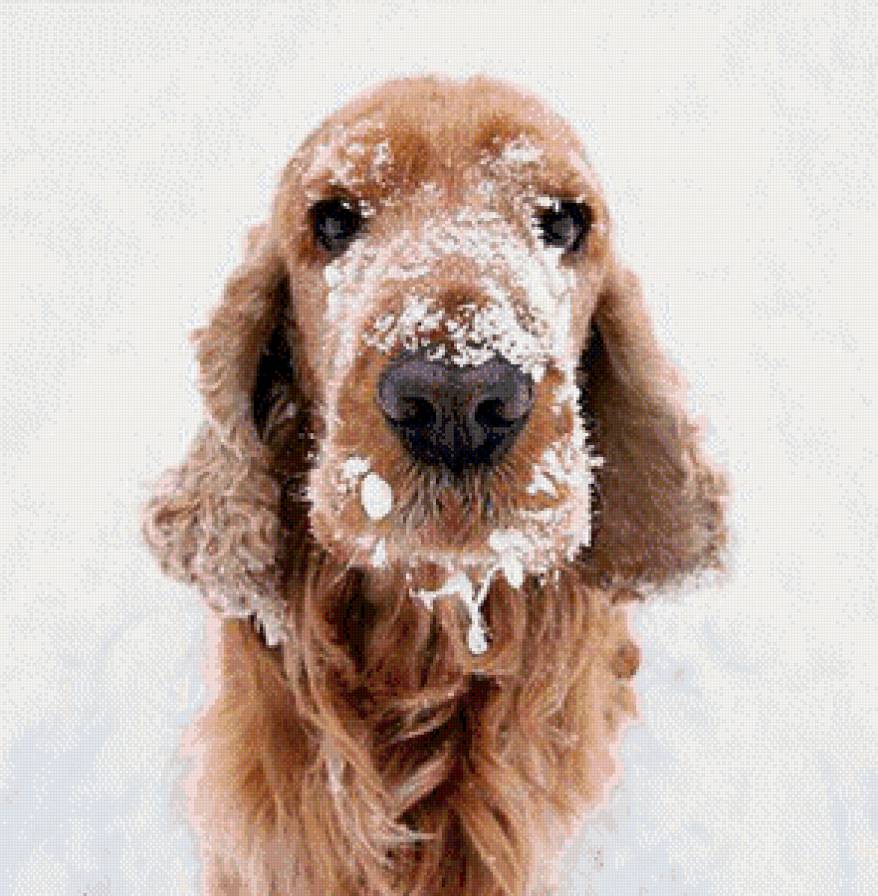 Снежное чудо - собака - предпросмотр