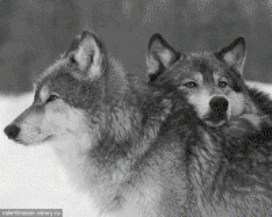 Пара волков - верность, волки, пара - предпросмотр