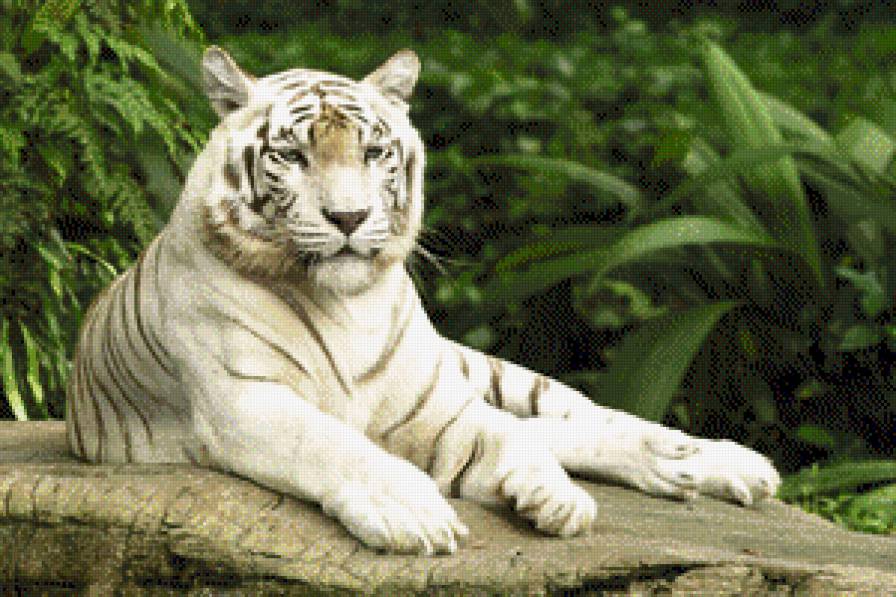 Белый тигр - дикие животные, белый тигр, тигр - предпросмотр
