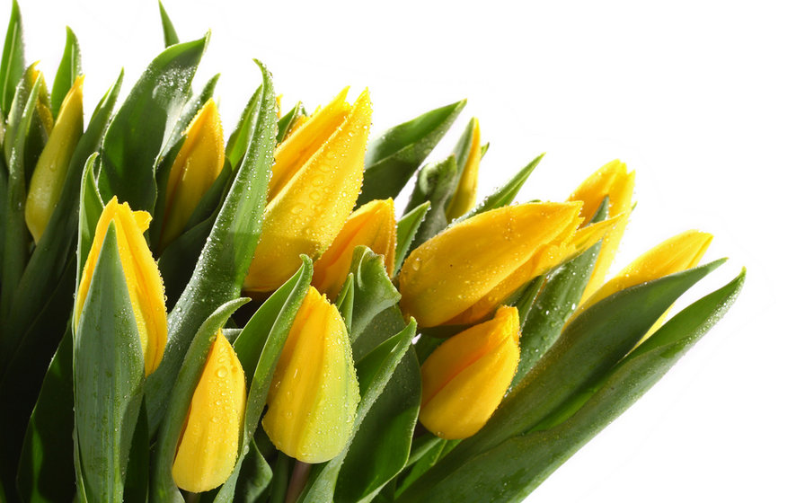 желтые тюльпаны - цветы, тюльпаны - оригинал