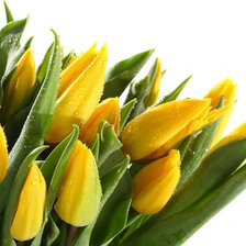 Оригинал схемы вышивки «желтые тюльпаны» (№1054748)