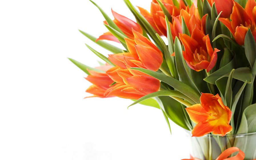 оранжевые тюльпаны - тюльпаны, цветы - оригинал