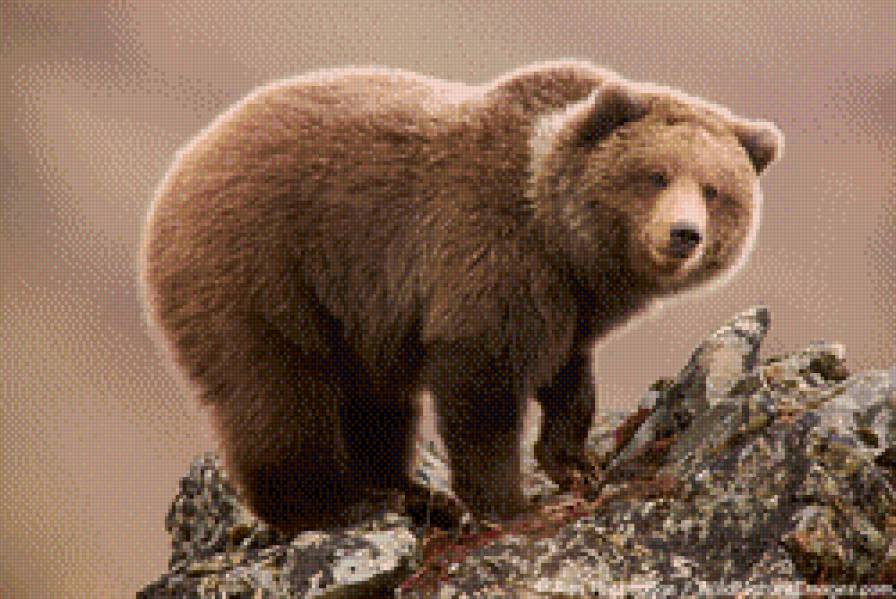 медведь - медведь, животные - предпросмотр