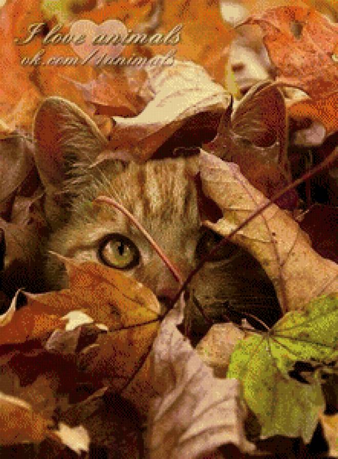 №1056416 - кошка, листья - предпросмотр