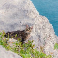 Схема вышивки «Крымский горный кот. Обыкновенный.»
